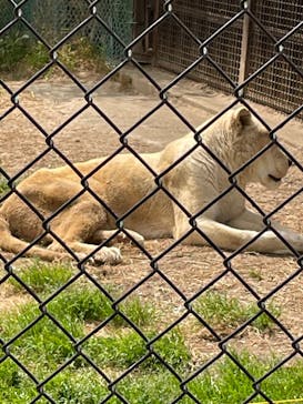 那須サファリパークに投稿された画像（2022/5/7）