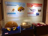 国立科学博物館　特別企画展「ポケモン化石博物館」に投稿された画像（2022/5/7）