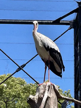 天王寺動物園に投稿された画像（2022/5/7）
