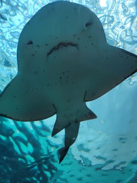 名古屋港水族館に投稿された画像（2022/5/7）