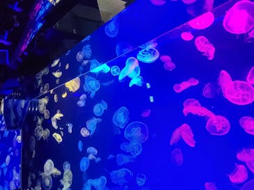 名古屋港水族館に投稿された画像（2022/5/7）