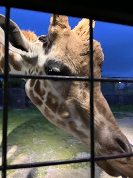 那須サファリパークに投稿された画像（2022/5/7）