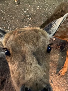 那須サファリパークに投稿された画像（2022/5/7）