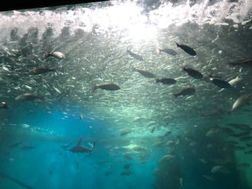 越前松島水族館に投稿された画像（2022/5/7）