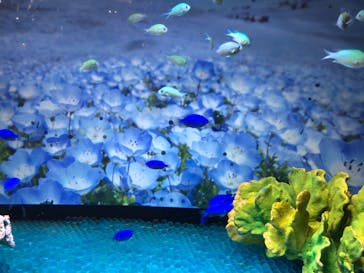 アクアワールド茨城県大洗水族館に投稿された画像（2022/5/7）