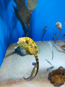 アクアワールド茨城県大洗水族館に投稿された画像（2022/5/7）