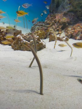 アクアワールド茨城県大洗水族館に投稿された画像（2022/5/7）