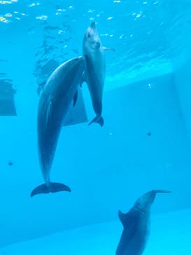 名古屋港水族館に投稿された画像（2022/5/7）