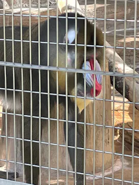 天王寺動物園に投稿された画像（2022/5/7）