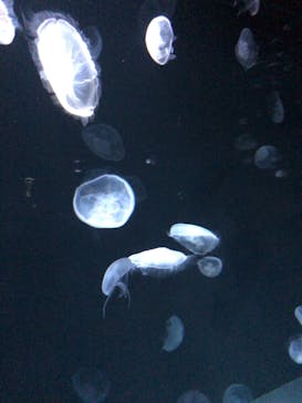サンシャイン水族館に投稿された画像（2022/5/7）
