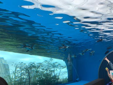 サンシャイン水族館に投稿された画像（2022/5/7）