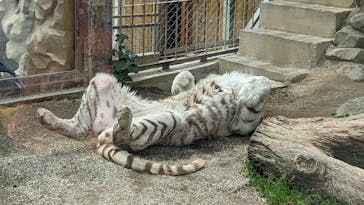 東武動物公園に投稿された画像（2022/5/7）