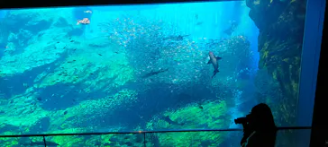 仙台うみの杜水族館に投稿された画像（2022/5/7）