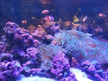 しながわ水族館に投稿された画像（2022/5/7）