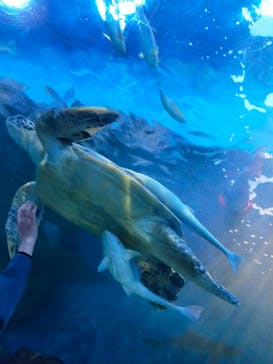 しながわ水族館に投稿された画像（2022/5/7）