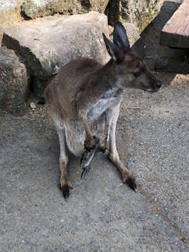 伊豆シャボテン動物公園に投稿された画像（2022/5/7）