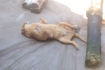 天王寺動物園に投稿された画像（2022/5/7）