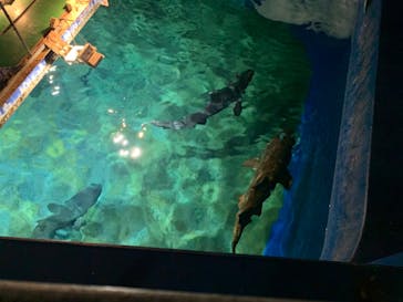 アクアワールド茨城県大洗水族館に投稿された画像（2022/5/7）