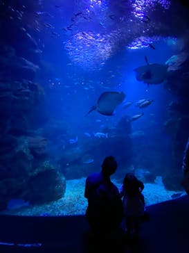 京都鉄道博物館×京都水族館に投稿された画像（2022/5/7）