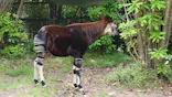 よこはま動物園ズーラシアに投稿された画像（2022/5/8）