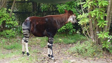 よこはま動物園ズーラシアに投稿された画像（2022/5/7）