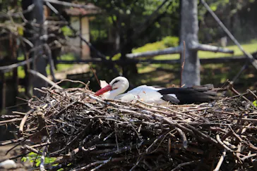 天王寺動物園に投稿された画像（2022/5/7）