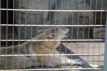 天王寺動物園に投稿された画像（2022/5/7）