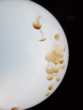 サンシャイン水族館に投稿された画像（2022/5/7）