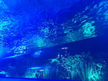 サンシャイン水族館に投稿された画像（2022/5/7）