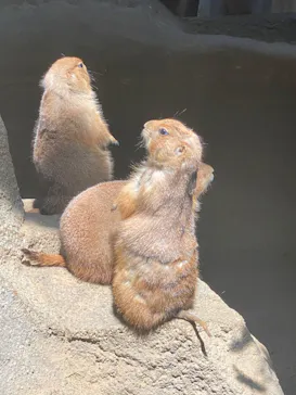 神戸どうぶつ王国に投稿された画像（2022/5/8）