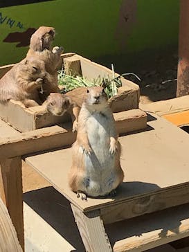 淡路ファームパーク イングランドの丘に投稿された画像（2022/5/8）