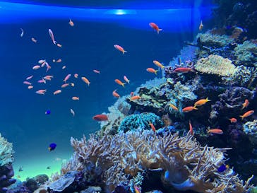 サンシャイン水族館に投稿された画像（2022/5/8）