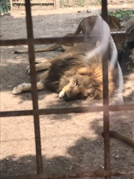 群馬サファリパークに投稿された画像（2022/5/8）