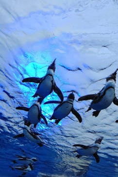 サンシャイン水族館に投稿された画像（2022/5/8）