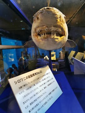 アクアワールド茨城県大洗水族館に投稿された画像（2022/5/8）