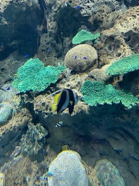 アクアワールド茨城県大洗水族館に投稿された画像（2022/5/8）