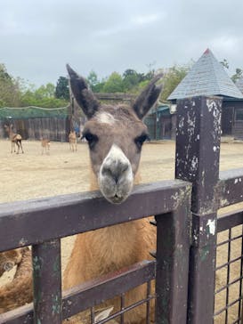 那須サファリパークに投稿された画像（2022/5/8）