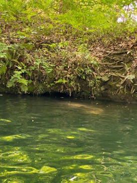 カヌーリゾートたまよどに投稿された画像（2022/5/8）