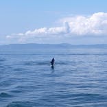 イルカウォッチング受付予約センターに投稿された画像（2022/5/8）