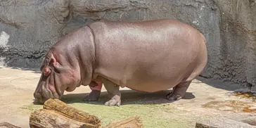 天王寺動物園に投稿された画像（2022/5/8）