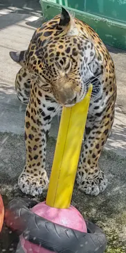 天王寺動物園に投稿された画像（2022/5/8）