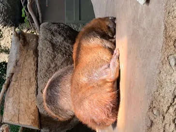 神戸どうぶつ王国に投稿された画像（2022/5/8）