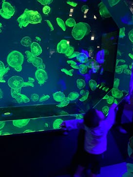 名古屋港水族館に投稿された画像（2022/5/8）