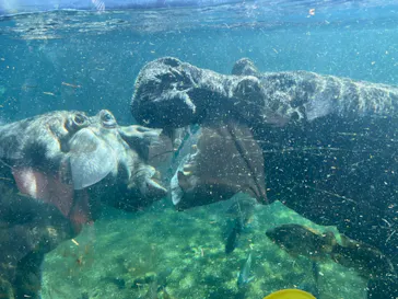 天王寺動物園に投稿された画像（2022/5/8）