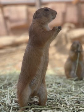 那須どうぶつ王国に投稿された画像（2022/5/8）