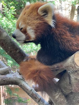 那須どうぶつ王国に投稿された画像（2022/5/8）