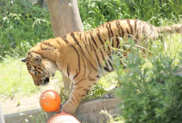 天王寺動物園に投稿された画像（2022/5/8）
