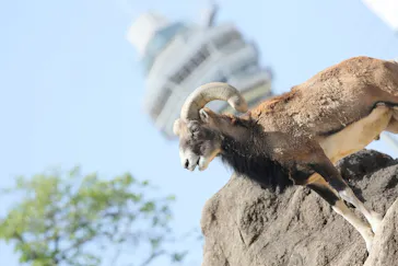 天王寺動物園に投稿された画像（2022/5/8）