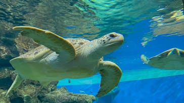 名古屋港水族館に投稿された画像（2022/5/8）