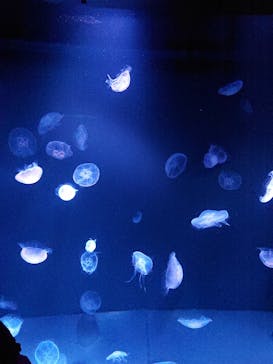 サンシャイン水族館に投稿された画像（2022/5/8）